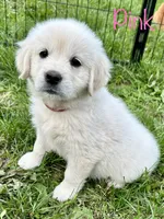 Miss Pink, a female English Cream Golden Retriever for sale in Edinburg, VA – 3 of 5