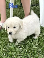 Mr Blue, a male Golden Retriever for sale in Edinburg, VA – 6 of 10