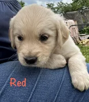 Mr Red, a male Golden Retriever for sale in Edinburg, VA – 9 of 10