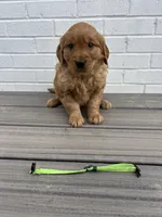 Lime green , a male Golden Retriever for sale in Edinburg, VA – Photo 3 of 3