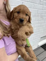 Lime green , a male Golden Retriever for sale in Edinburg, VA – Photo 2 of 3