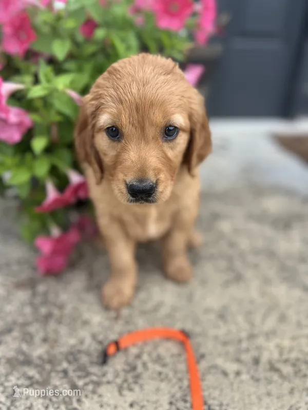 Orange – Golden Retriever puppy for sale in Edinburg, VA