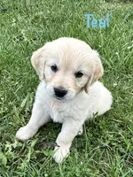 Miss Teal, a female Golden Retriever for sale in Edinburg, VA – 6 of 8