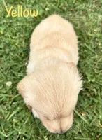 Miss Yellow , a female Golden Retriever for sale in Edinburg, VA – 4 of 7