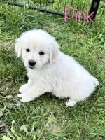 Miss Pink, a female English Cream Golden Retriever for sale in Edinburg, VA – 2 of 5