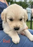 Miss Yellow , a female Golden Retriever for sale in Edinburg, VA – 7 of 7