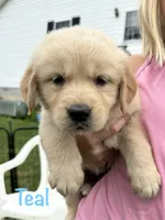Miss Teal P, a female Golden Retriever for sale in Edinburg, VA – 2 of 6