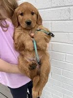 Light blue , a male Golden Retriever for sale in Edinburg, VA – Photo 2 of 8