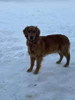 Light blue , a male Golden Retriever for sale in Edinburg, VA – Photo 5 of 8