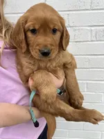 Light blue , a male Golden Retriever for sale in Edinburg, VA – Photo 8 of 8