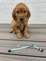 Light blue , a male Golden Retriever for sale in Edinburg, VA – Photo 7 of 8