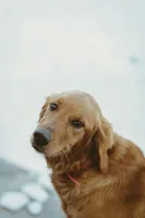 Light blue , a male Golden Retriever for sale in Edinburg, VA – Photo 4 of 8