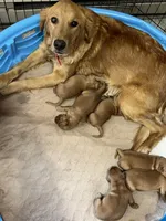 Light blue , a male Golden Retriever for sale in Edinburg, VA – Photo 6 of 8