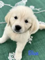 Mr Blue, a male Golden Retriever for sale in Edinburg, VA – 4 of 10
