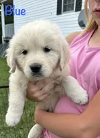 Mr Blue, a male Golden Retriever for sale in Edinburg, VA – 10 of 10