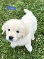 Mr Blue, a male Golden Retriever for sale in Edinburg, VA – 8 of 10