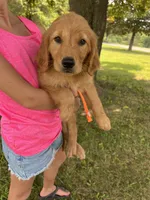 Orange, a female Golden Retriever for sale in Edinburg, VA – 5 of 5