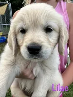 Miss Lilac, a female Golden Retriever for sale in Edinburg, VA – 2 of 7