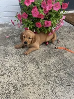 Orange, a female Golden Retriever for sale in Edinburg, VA – 3 of 5