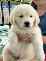 Mr Blue, a male Golden Retriever for sale in Edinburg, VA – 2 of 10