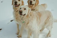 Miss Teal, a female Golden Retriever for sale in Edinburg, VA – 8 of 8
