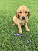 Purple, a female Golden Retriever for sale in Edinburg, VA – 4 of 4
