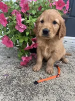 Orange, a female Golden Retriever for sale in Edinburg, VA – 2 of 5