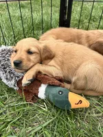 Maroon, a female Golden Retriever for sale in Edinburg, VA – Photo 3 of 7