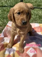 Maroon, a female Golden Retriever for sale in Edinburg, VA – Photo 5 of 7