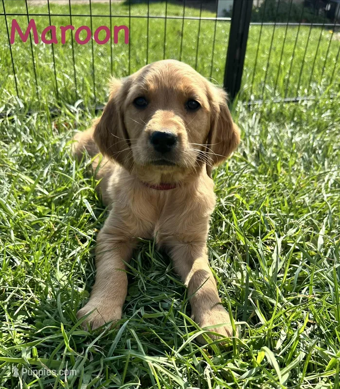Maroon, a female Golden Retriever for sale in Edinburg, VA – Photo 1 of 7