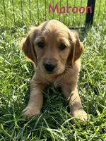 Maroon, a female Golden Retriever for sale in Edinburg, VA – Photo 2 of 7
