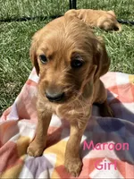 Maroon, a female Golden Retriever for sale in Edinburg, VA – Photo 7 of 7