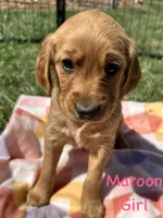 Maroon, a female Golden Retriever for sale in Edinburg, VA – Photo 4 of 7