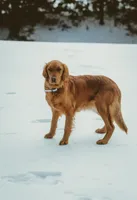 Maroon, a female Golden Retriever for sale in Edinburg, VA – Photo 6 of 7