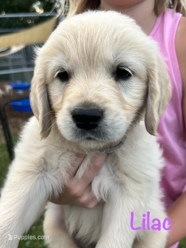 Miss Lilac – Golden Retriever puppy for sale in Edinburg, VA