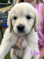Miss Lilac, a female Golden Retriever for sale in Edinburg, VA – 1 of 7