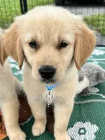 Pixies Miss Teal , a female Golden Retriever for sale in Edinburg, VA – 5 of 6