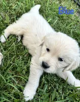 Mr Blue, a male Golden Retriever for sale in Edinburg, VA – 7 of 10