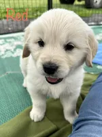 Red, a male Golden Retriever for sale in Edinburg, VA – 3 of 6