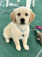 Pixies Miss Teal , a female Golden Retriever for sale in Edinburg, VA – 4 of 6