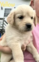 Miss Yellow , a female Golden Retriever for sale in Edinburg, VA – 3 of 7
