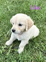 Miss Lilac, a female Golden Retriever for sale in Edinburg, VA – 6 of 7