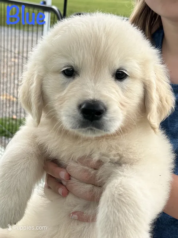 Mr Blue – Golden Retriever puppy for sale in Edinburg, VA