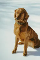 Pink , a female Golden Retriever for sale in Edinburg, VA – 6 of 6