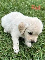 Mr Red, a male Golden Retriever for sale in Edinburg, VA – 7 of 10