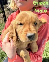 Green , a male Golden Retriever for sale in Edinburg, VA – Photo 3 of 4