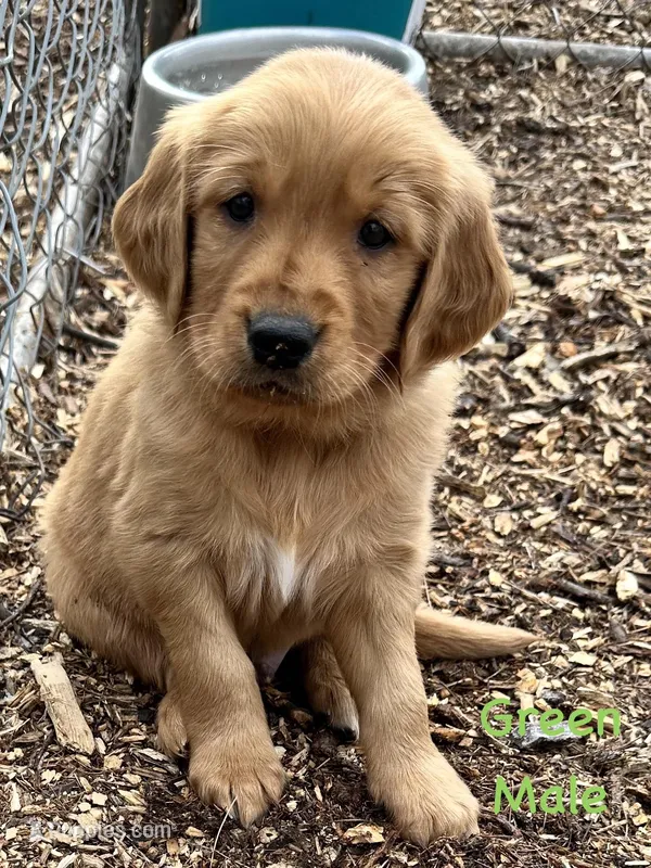 Green  – Golden Retriever puppy for sale in Edinburg, VA