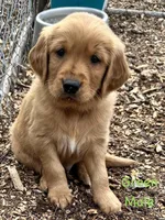 Green , a male Golden Retriever for sale in Edinburg, VA – Photo 1 of 4