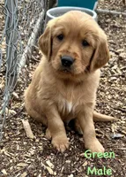 Green , a male Golden Retriever for sale in Edinburg, VA – Photo 2 of 4