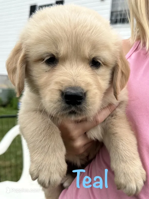 Miss Teal P – Golden Retriever puppy for sale in Edinburg, VA